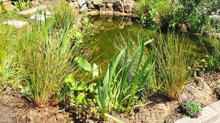 Kokosová síť v jezírku