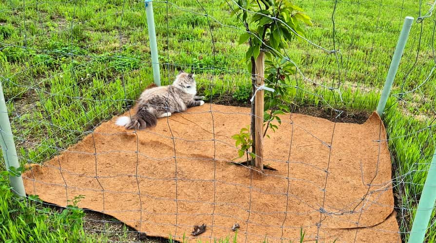 Kokosová rohož jako podložka