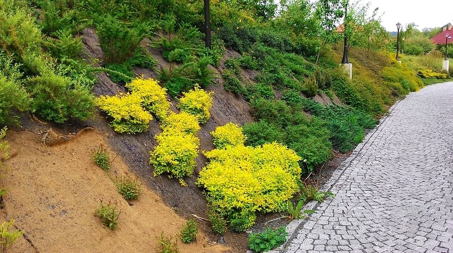 Řídká výsadba zeleně na svahu